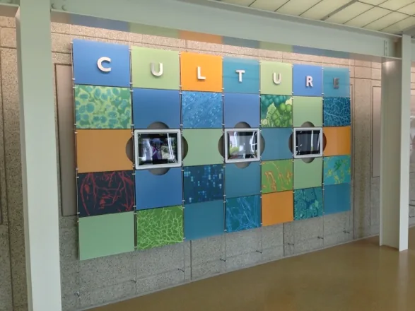 Custom branded wall signage installation