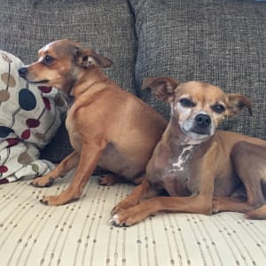 Roo and Kai, office dogs